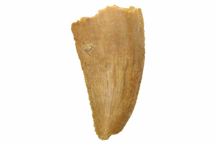 Serrated, Raptor Tooth - Real Dinosaur Tooth #236917
